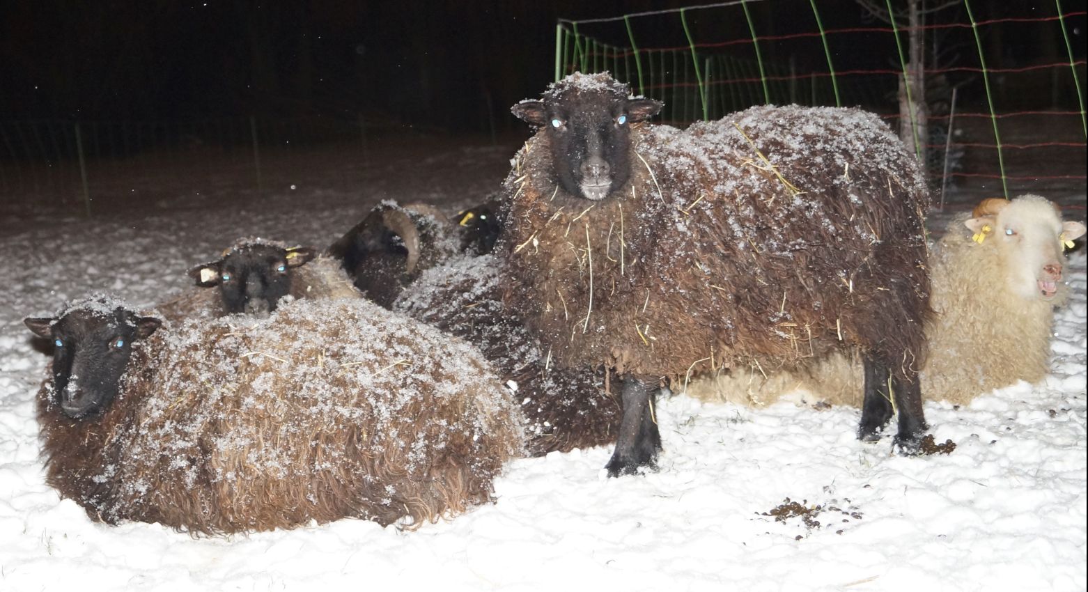 Schafe bei -11 Grad.jpg